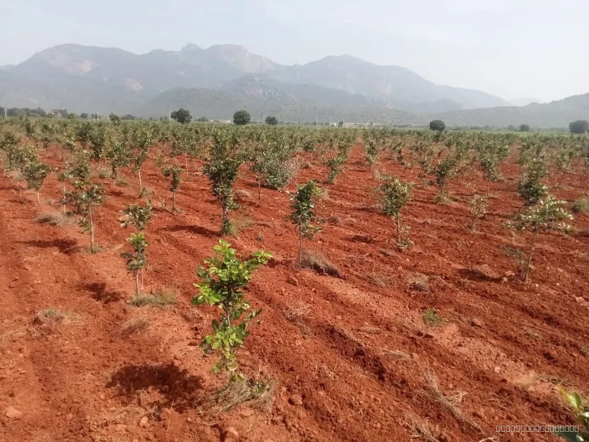 Premium Red Sandalwood Farmlands