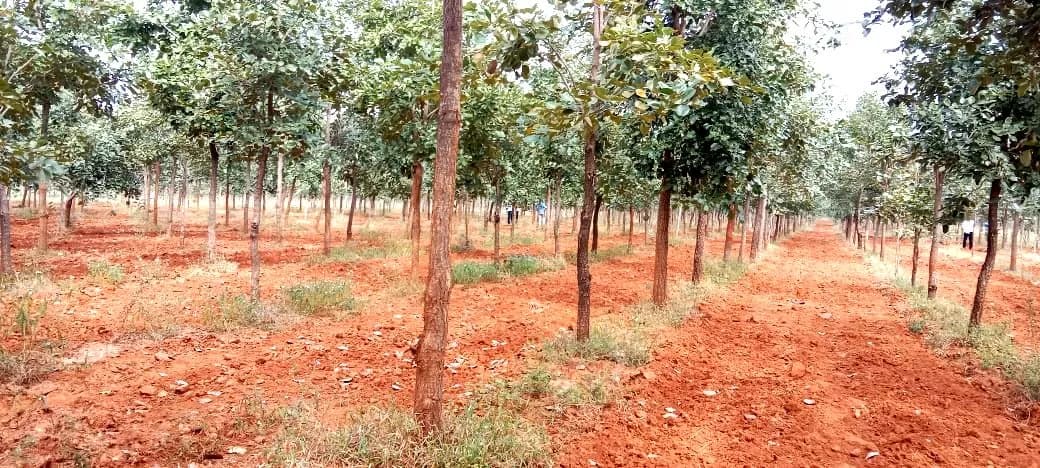 Premium Red Sandalwood Farmlands - 2